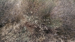 Eriogonum