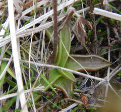 Pinguicula alpina