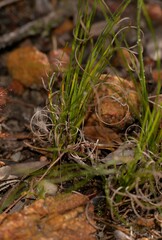 Schoenus subflavus