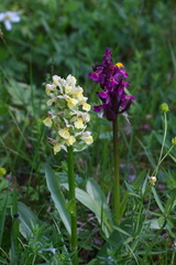 Dactylorhiza sambucina