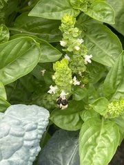 Bombus impatiens