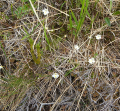 Pinguicula alpina