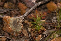 Drosera barbigera