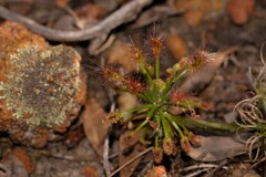 Drosera barbigera