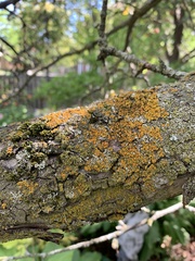 Xanthoria parietina