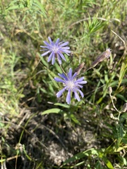 Lactuca pulchella