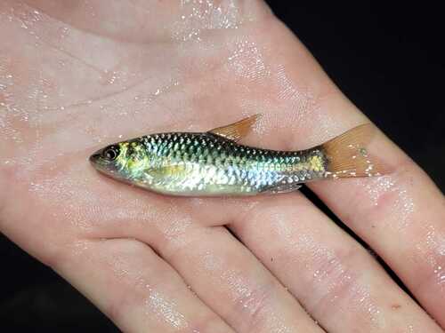 Threespot barb (Enteromius trispilos) — Cyprinidae — 2