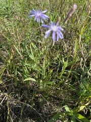 Lactuca pulchella