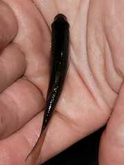 Enteromius trispilos