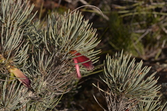 Melaleuca torulosa