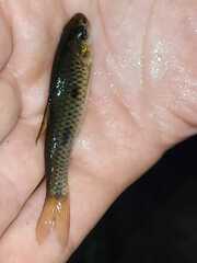 Enteromius trispilos