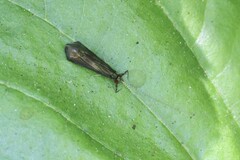 Mystacides sepulchralis