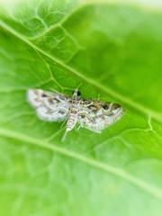 Parapoynx fluctuosalis