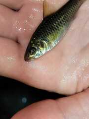 Enteromius trispilos