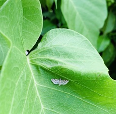 Parapoynx fluctuosalis