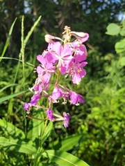 Chamaenerion angustifolium