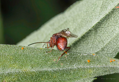 Kokkocynips