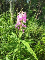 Chamaenerion angustifolium