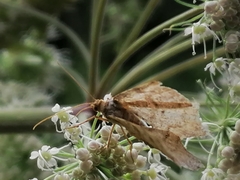 Macaria alternata
