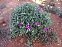 Pelargonium sericifolium