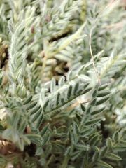 Astragalus testiculatus