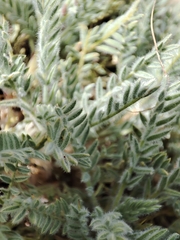Astragalus testiculatus
