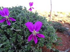 Pelargonium sericifolium