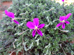 Pelargonium sericifolium