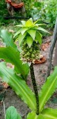 Eucomis bicolor