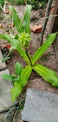 Eucomis bicolor