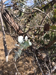Eucalyptus pulverulenta