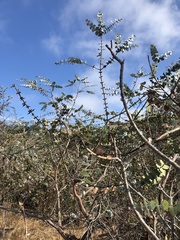 Eucalyptus pulverulenta