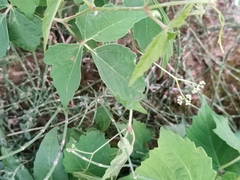 Ampelopsis delavayana