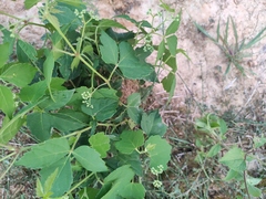 Ampelopsis delavayana