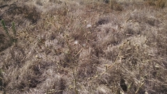 Asteraceae