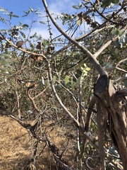 Eucalyptus pulverulenta