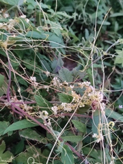 Cuscuta chinensis