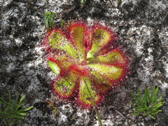 Drosera cuneifolia