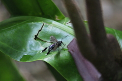 Horama plumipes