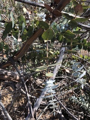 Eucalyptus pulverulenta