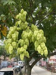 Koelreuteria paniculata