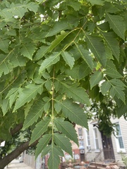 Koelreuteria paniculata