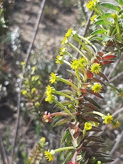 Struthiola argentea