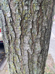 Koelreuteria paniculata