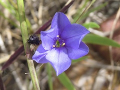 Aristea racemosa