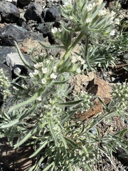 Oreocarya thompsonii