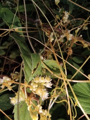 Cuscuta chinensis