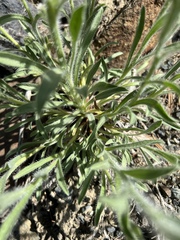 Oreocarya thompsonii