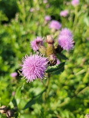 Cirsium arvense