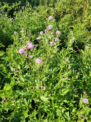 Cirsium arvense